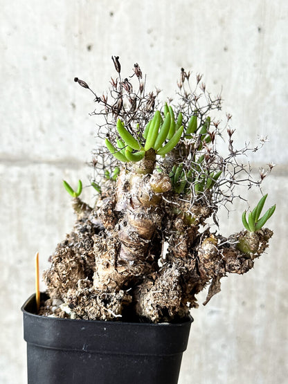 【現品限り】チレコドン・レティキュラータス 万物想【O53】 Tylecodon reticulatus