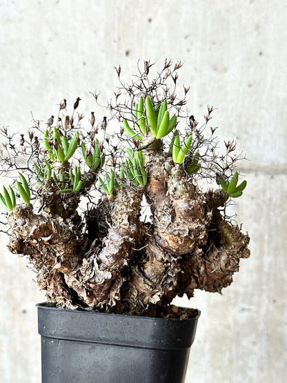 【現品限り】チレコドン・レティキュラータス 万物想【O53】 Tylecodon reticulatus