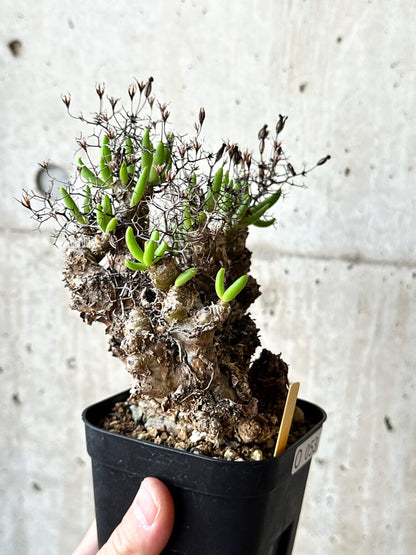 【現品限り】チレコドン・レティキュラータス 万物想【O53】 Tylecodon reticulatus