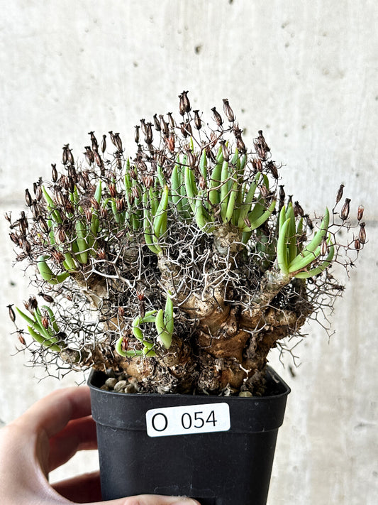 【現品限り】チレコドン・レティキュラータス 万物想【O54】 Tylecodon reticulatus