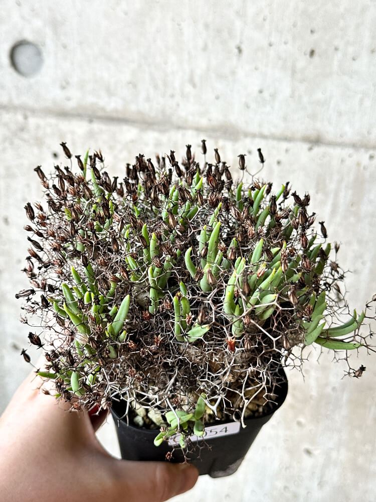 【現品限り】チレコドン・レティキュラータス 万物想【O54】 Tylecodon reticulatus