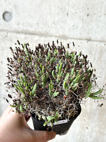 【現品限り】チレコドン・レティキュラータス 万物想【O54】 Tylecodon reticulatus