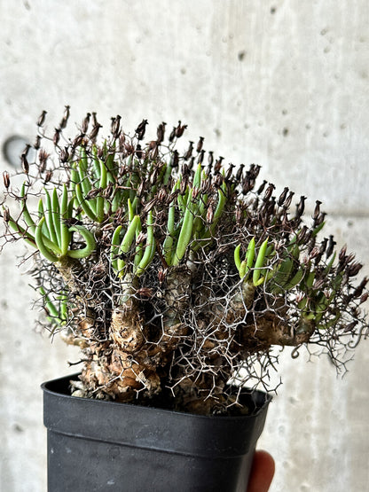 【現品限り】チレコドン・レティキュラータス 万物想【O54】 Tylecodon reticulatus