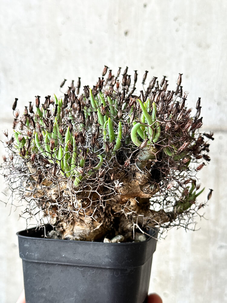 【現品限り】チレコドン・レティキュラータス 万物想【O54】 Tylecodon reticulatus