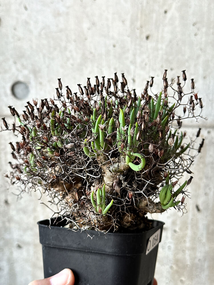 【現品限り】チレコドン・レティキュラータス 万物想【O54】 Tylecodon reticulatus