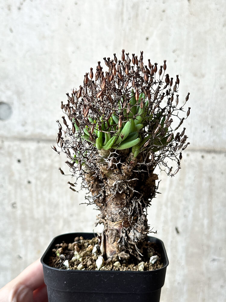 【現品限り】チレコドン・レティキュラータス 万物想【O55】 Tylecodon reticulatus