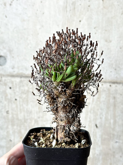 【現品限り】チレコドン・レティキュラータス 万物想【O55】 Tylecodon reticulatus