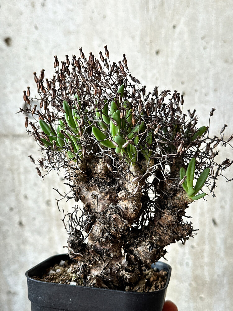 【現品限り】チレコドン・レティキュラータス 万物想【O55】 Tylecodon reticulatus