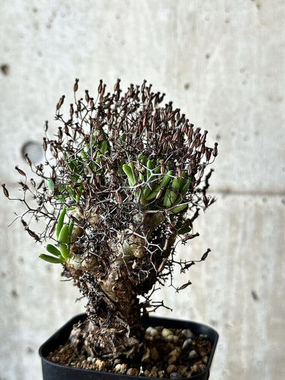 【現品限り】チレコドン・レティキュラータス 万物想【O55】 Tylecodon reticulatus