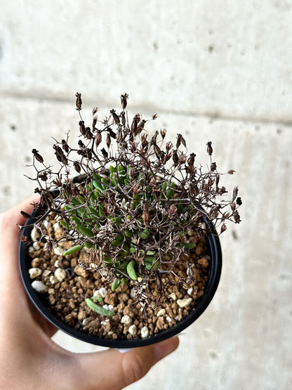 【現品限り】チレコドン・レティキュラータス 万物想 鉢直径10.5cm【O56】 Tylecodon reticulatus