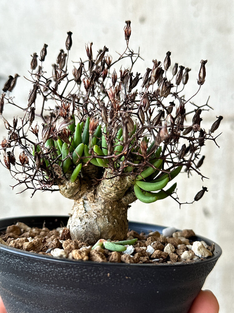 【現品限り】チレコドン・レティキュラータス 万物想 鉢直径10.5cm【O56】 Tylecodon reticulatus