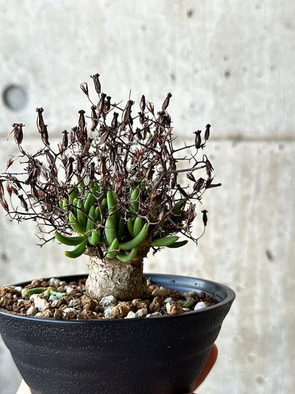 【現品限り】チレコドン・レティキュラータス 万物想 鉢直径10.5cm【O56】 Tylecodon reticulatus