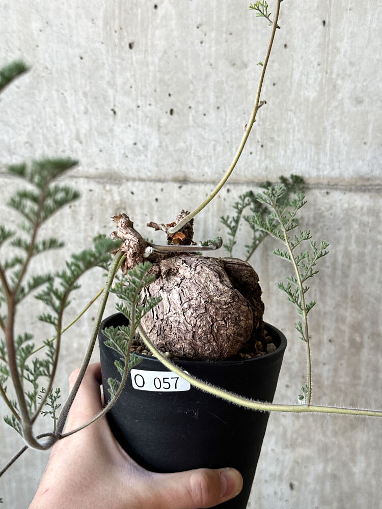 【現品限り】ペラルゴニウム・トリステ【O57】 Pelargonium triste