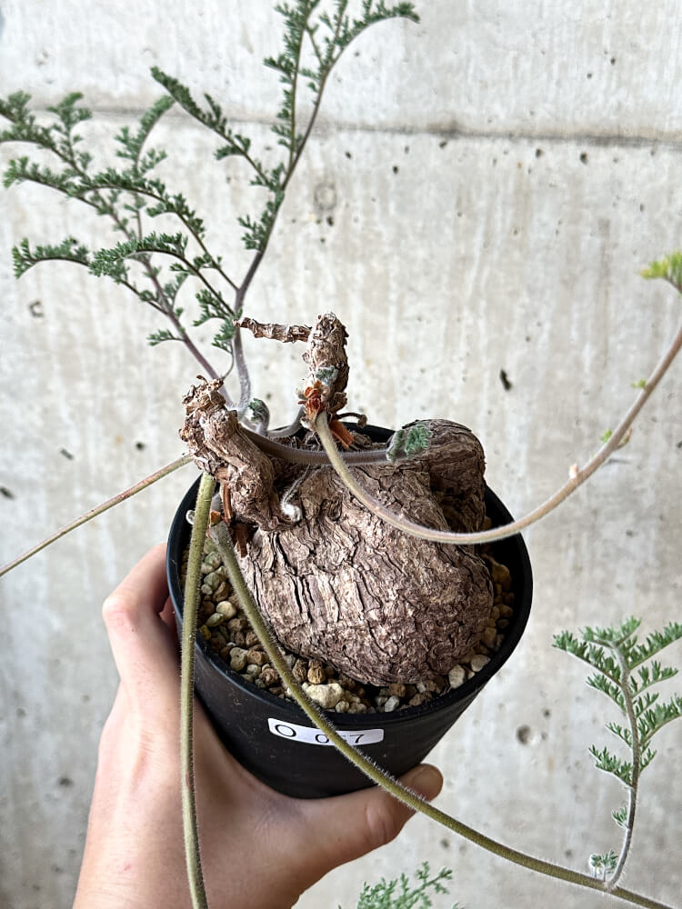 【現品限り】ペラルゴニウム・トリステ【O57】 Pelargonium triste