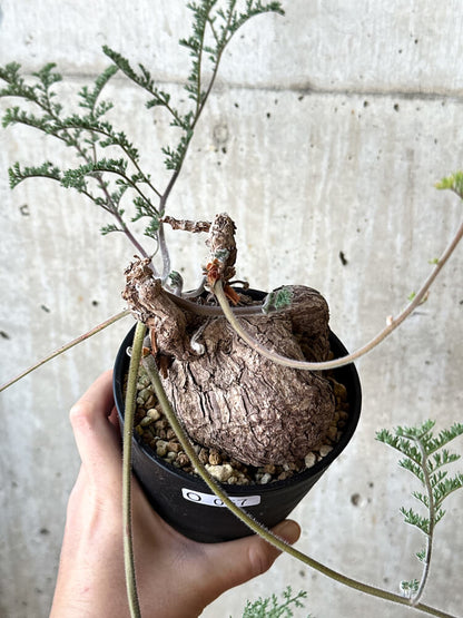 【現品限り】ペラルゴニウム・トリステ【O57】 Pelargonium triste