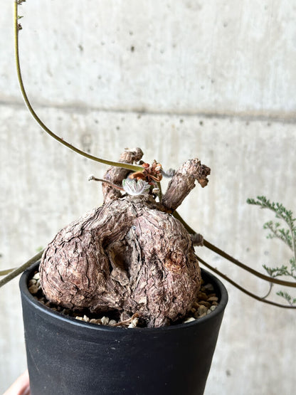 【現品限り】ペラルゴニウム・トリステ【O57】 Pelargonium triste