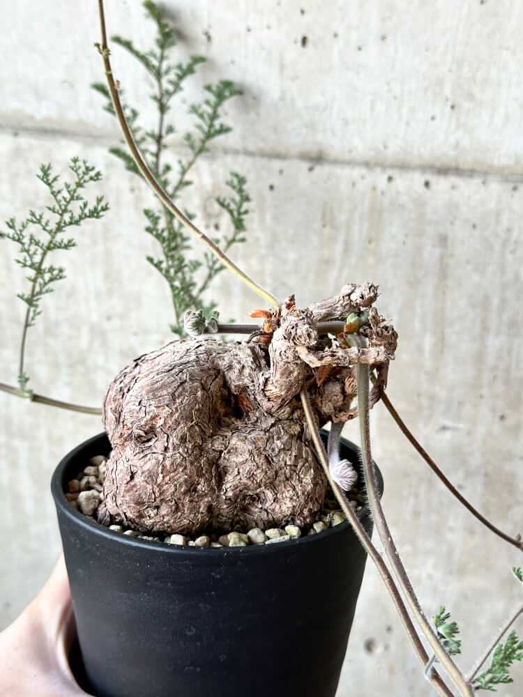 【現品限り】ペラルゴニウム・トリステ【O57】 Pelargonium triste