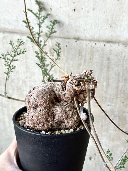 【現品限り】ペラルゴニウム・トリステ【O57】 Pelargonium triste