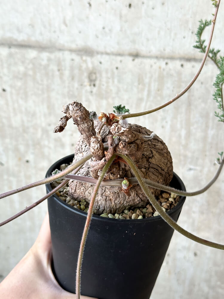 【現品限り】ペラルゴニウム・トリステ【O57】 Pelargonium triste