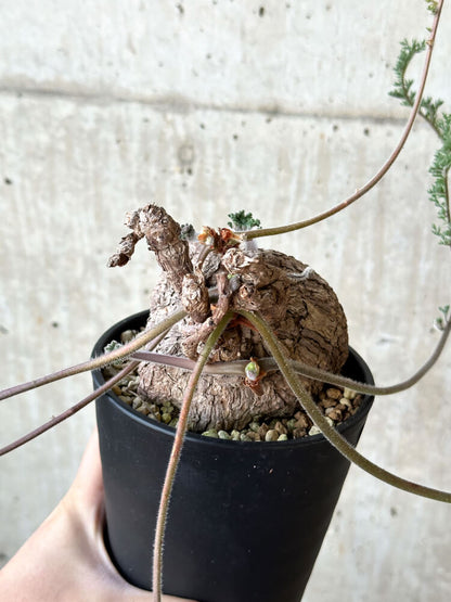 【現品限り】ペラルゴニウム・トリステ【O57】 Pelargonium triste