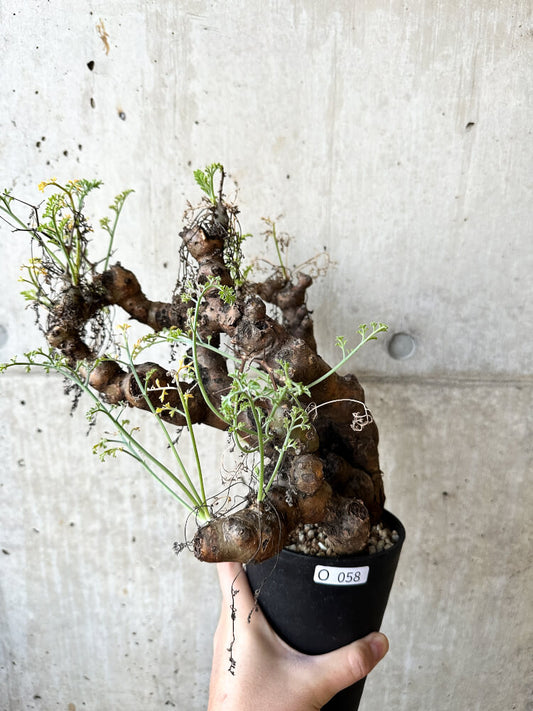 【現品限り】ペラルゴニウム・クリズミフォリウム 発根済み【O58】 Pelargonium crithmifolium