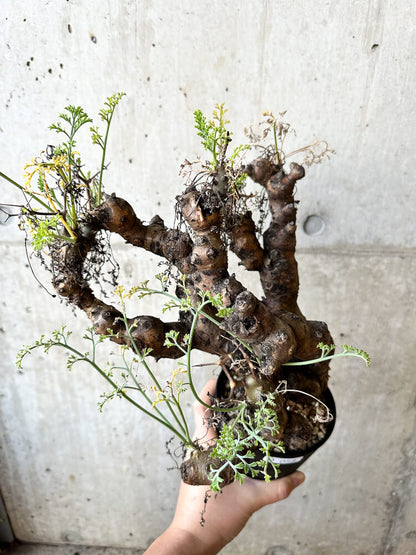 【現品限り】ペラルゴニウム・クリズミフォリウム 発根済み【O58】 Pelargonium crithmifolium