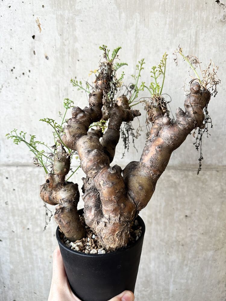 【現品限り】ペラルゴニウム・クリズミフォリウム 発根済み【O58】 Pelargonium crithmifolium