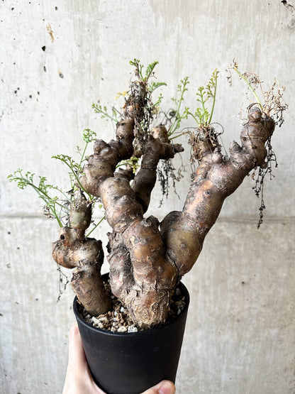 【現品限り】ペラルゴニウム・クリズミフォリウム 発根済み【O58】 Pelargonium crithmifolium