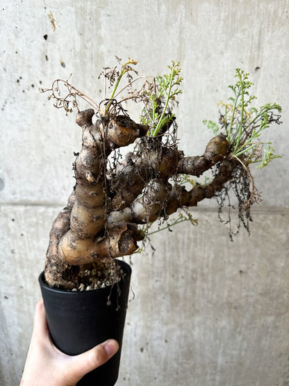 【現品限り】ペラルゴニウム・クリズミフォリウム 発根済み【O58】 Pelargonium crithmifolium