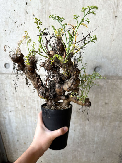 【現品限り】ペラルゴニウム・クリズミフォリウム 発根済み【O58】 Pelargonium crithmifolium