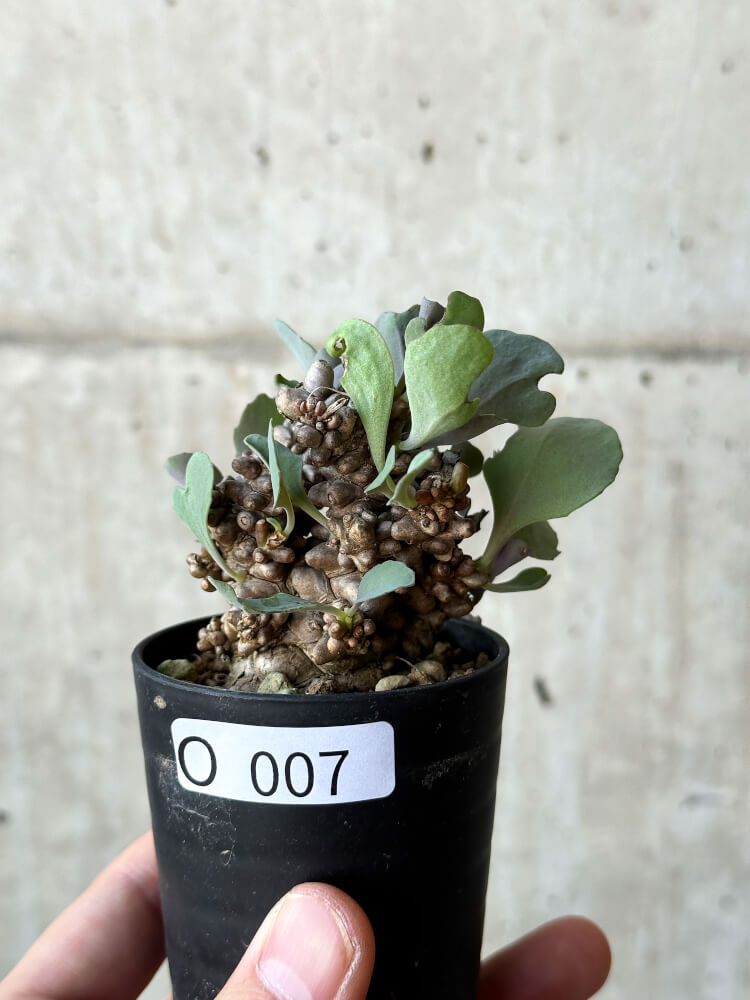 【現品限り】オトンナ・ヘレー 蛮鬼塔【O7】 Othonna herrei