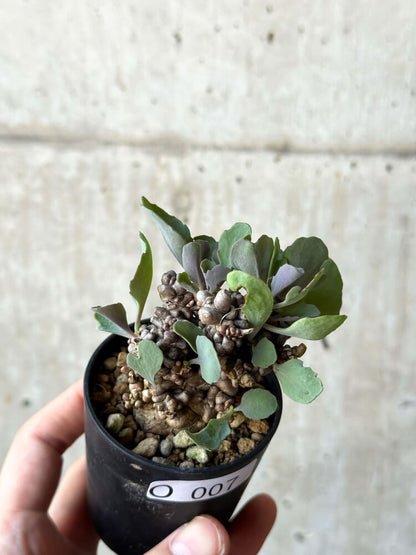 【現品限り】オトンナ・ヘレー 蛮鬼塔【O7】 Othonna herrei