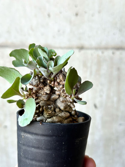 【現品限り】オトンナ・ヘレー 蛮鬼塔【O7】 Othonna herrei