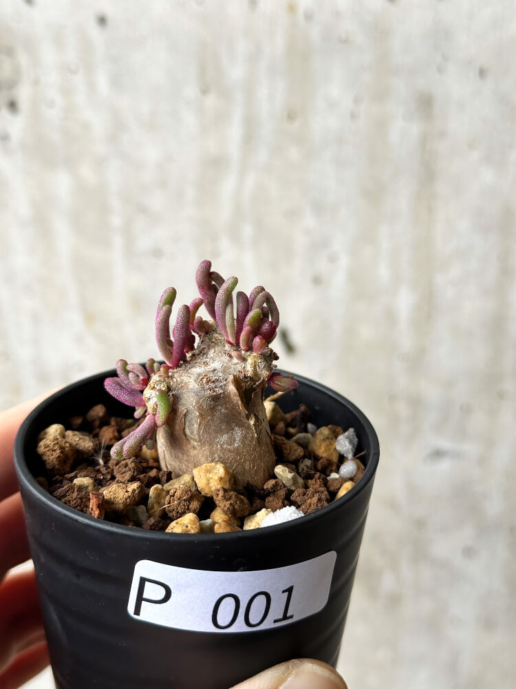 【現品限り】フィロボルス・テヌイフロルス【P1】 Phyllobolus tenuiflorus