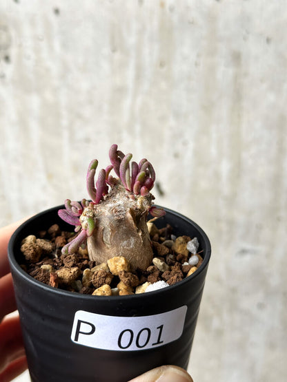 【現品限り】フィロボルス・テヌイフロルス【P1】 Phyllobolus tenuiflorus