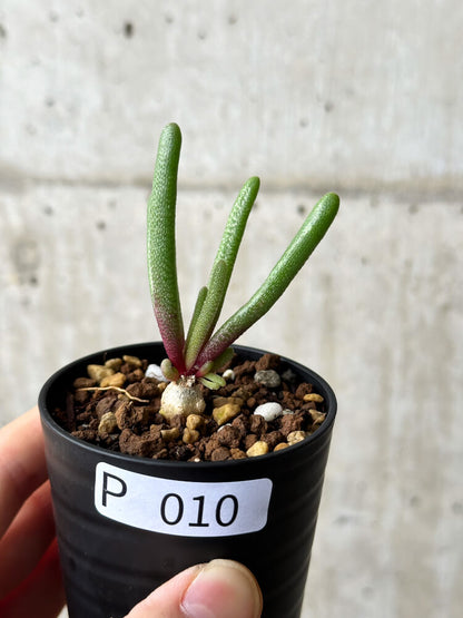 【現品限り】フィロボルス・テヌイフロルス【P10】 Phyllobolus tenuiflorus