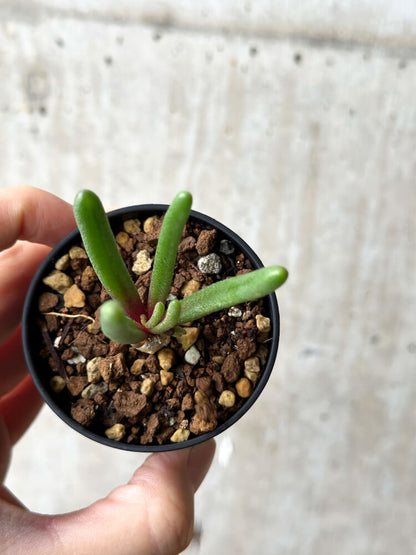 【現品限り】フィロボルス・テヌイフロルス【P10】 Phyllobolus tenuiflorus