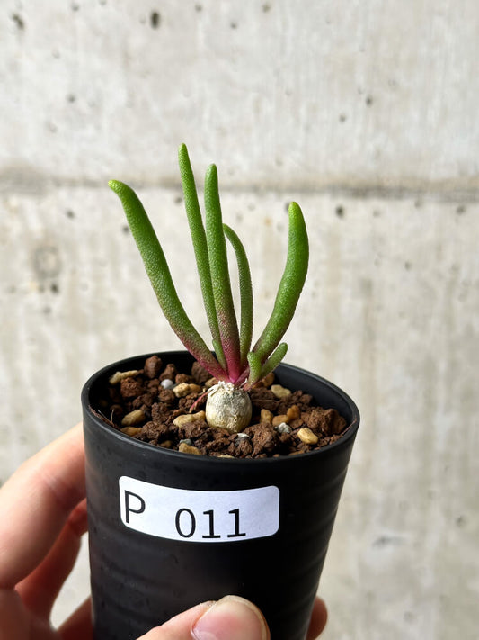【現品限り】フィロボルス・テヌイフロルス【P11】 Phyllobolus tenuiflorus
