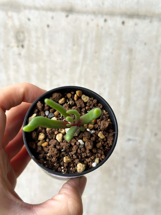 【現品限り】フィロボルス・テヌイフロルス【P11】 Phyllobolus tenuiflorus