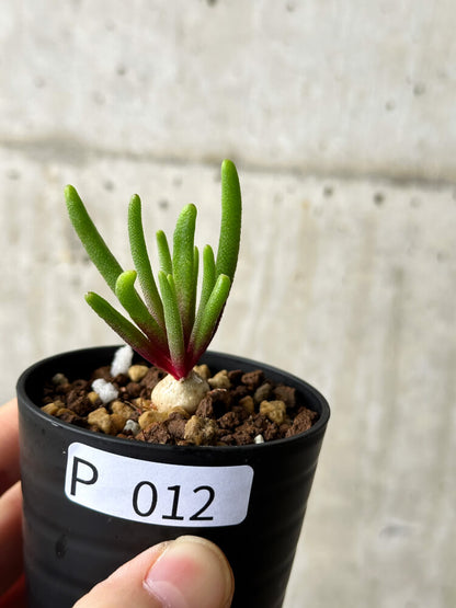 【現品限り】フィロボルス・テヌイフロルス【P12】 Phyllobolus tenuiflorus