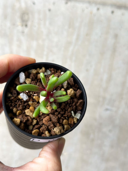【現品限り】フィロボルス・テヌイフロルス【P12】 Phyllobolus tenuiflorus