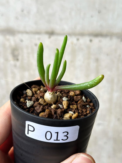 【現品限り】フィロボルス・テヌイフロルス【P13】 Phyllobolus tenuiflorus