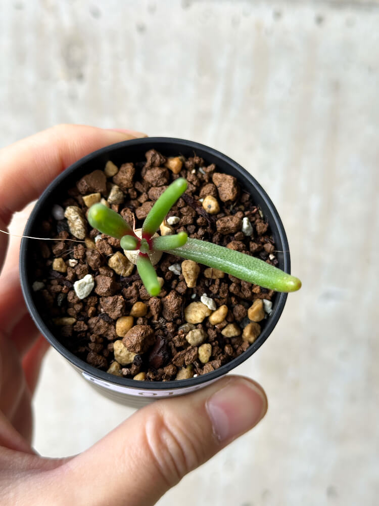 【現品限り】フィロボルス・テヌイフロルス【P13】 Phyllobolus tenuiflorus