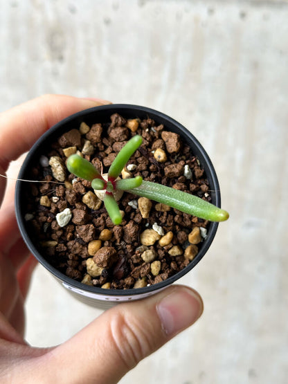 【現品限り】フィロボルス・テヌイフロルス【P13】 Phyllobolus tenuiflorus