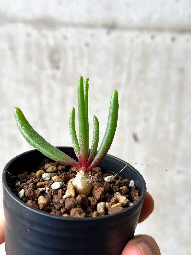 【現品限り】フィロボルス・テヌイフロルス【P13】 Phyllobolus tenuiflorus