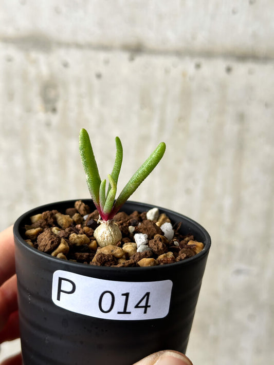 【現品限り】フィロボルス・テヌイフロルス【P14】 Phyllobolus tenuiflorus