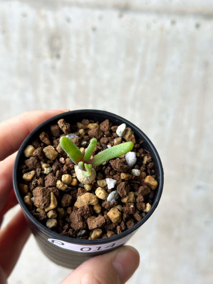 【現品限り】フィロボルス・テヌイフロルス【P14】 Phyllobolus tenuiflorus