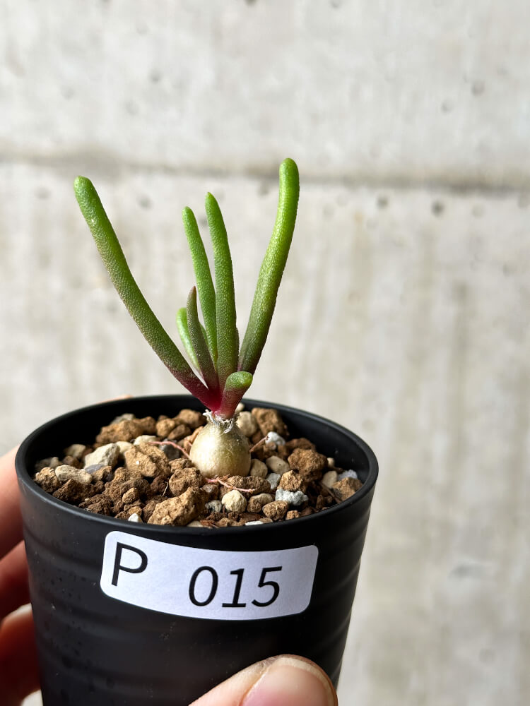 【現品限り】フィロボルス・テヌイフロルス【P15】 Phyllobolus tenuiflorus