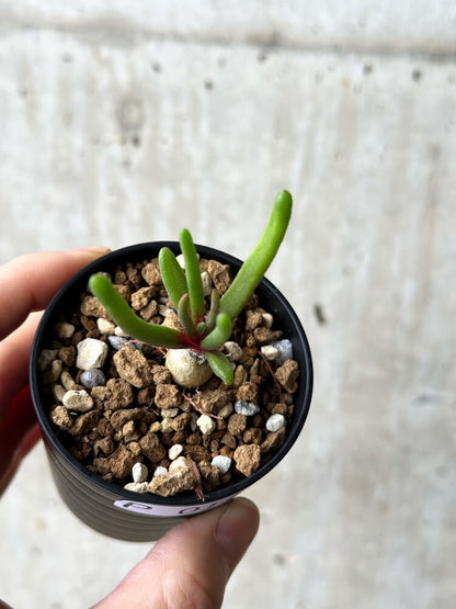 【現品限り】フィロボルス・テヌイフロルス【P15】 Phyllobolus tenuiflorus