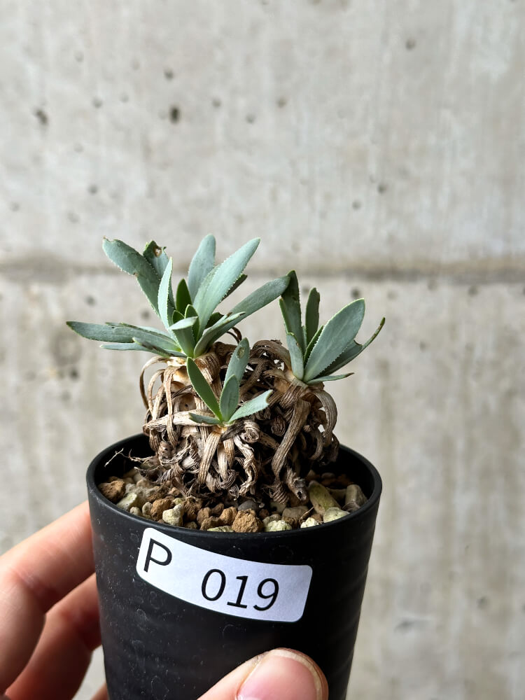 【現品限り】オトンナ・レトロルサ【P19】 Othonna retrorsa